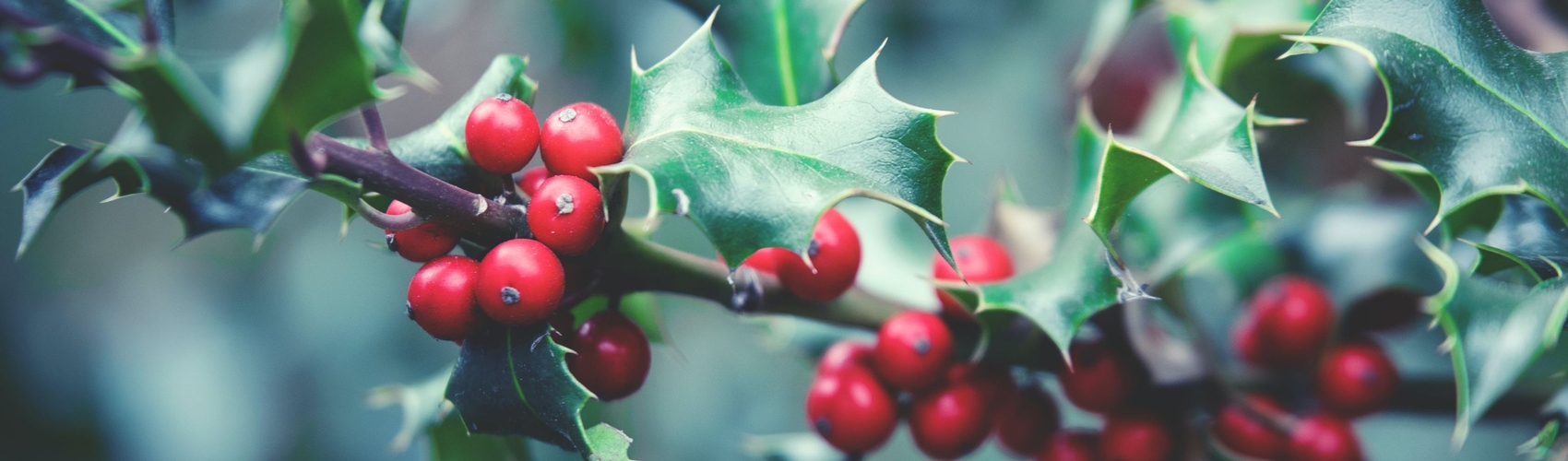 Holly and Berries