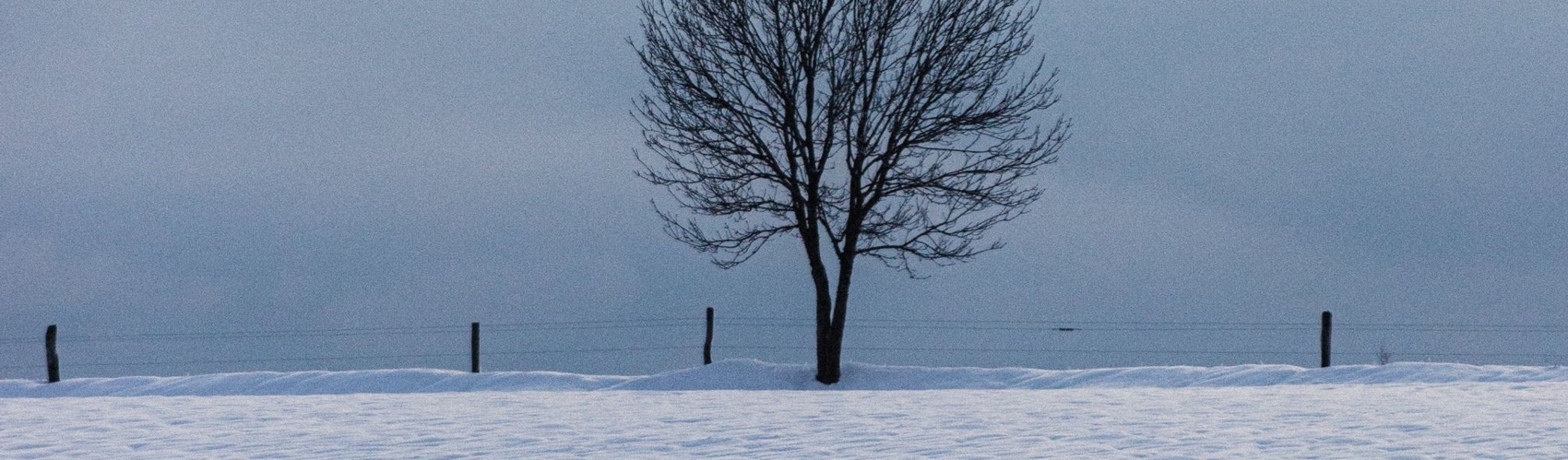 Rural snow scene with tree and fence