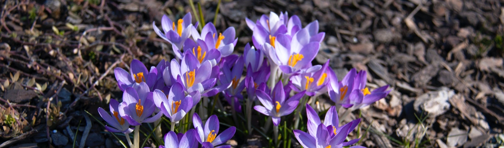 Crocus emerging in early spring