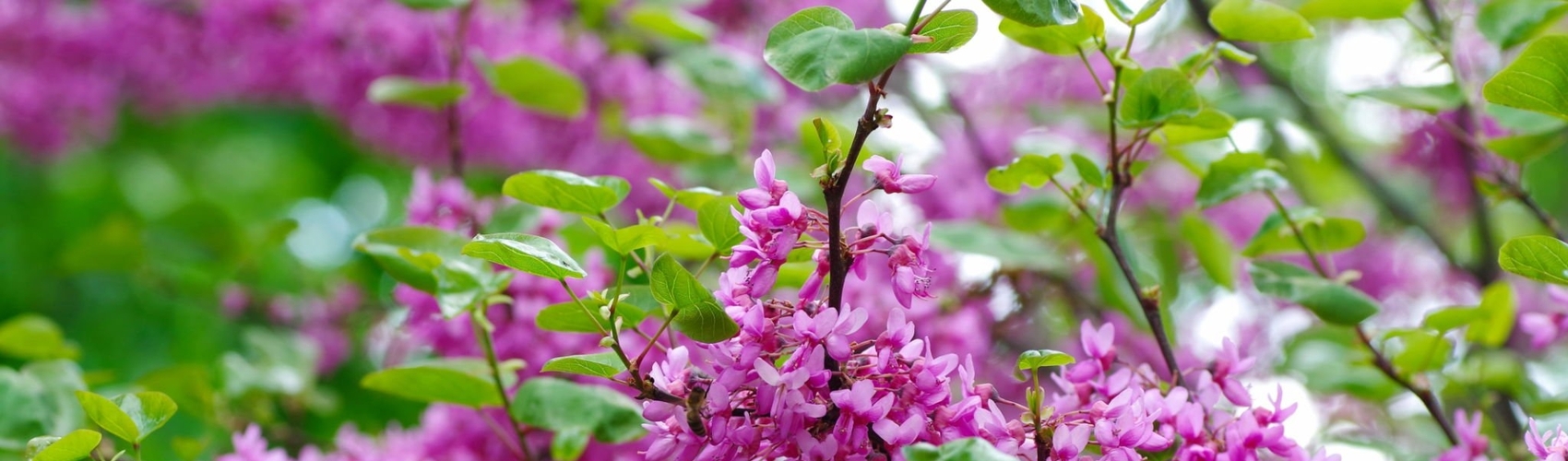 Flowering tree