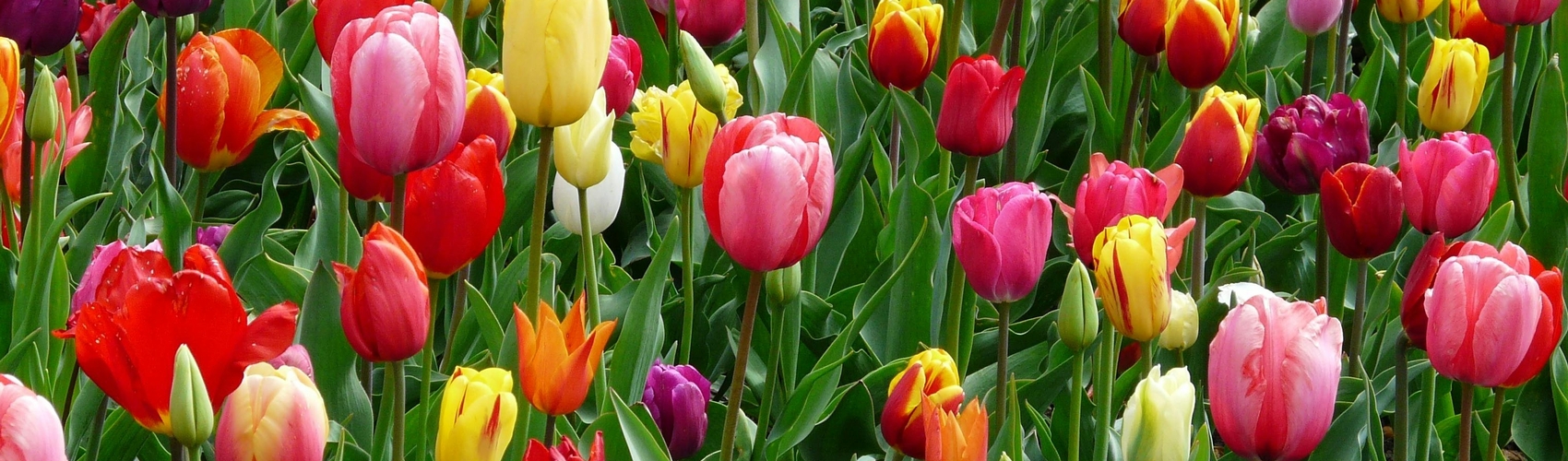 Tulips