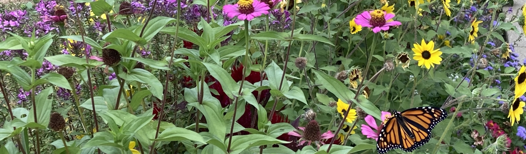 Flowers with monarch butterfly