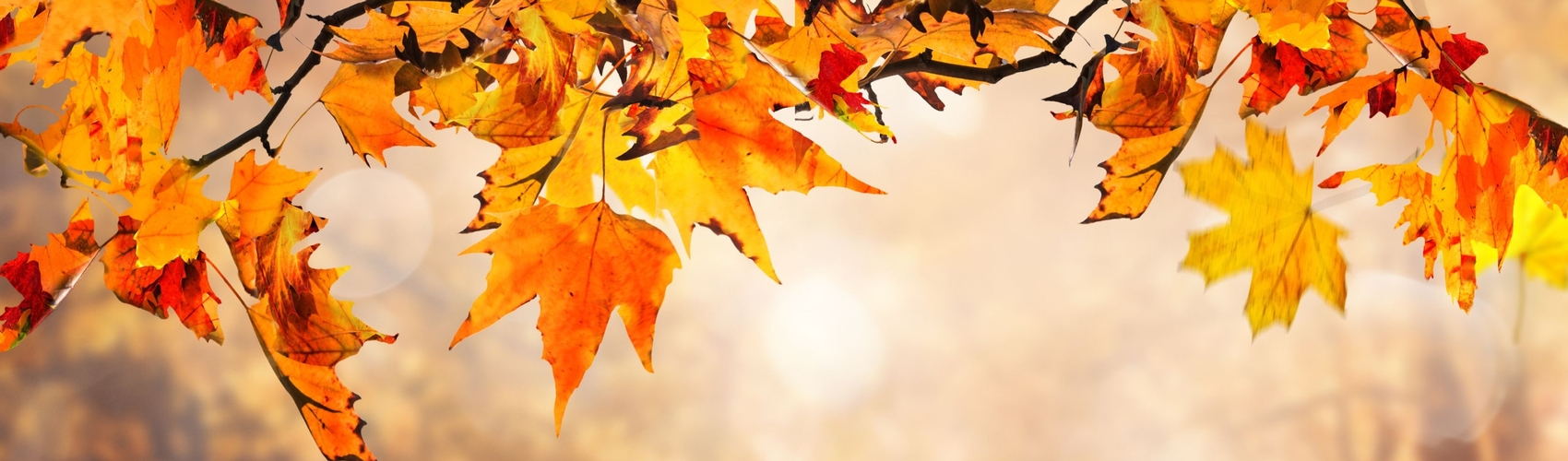 Fall leaves